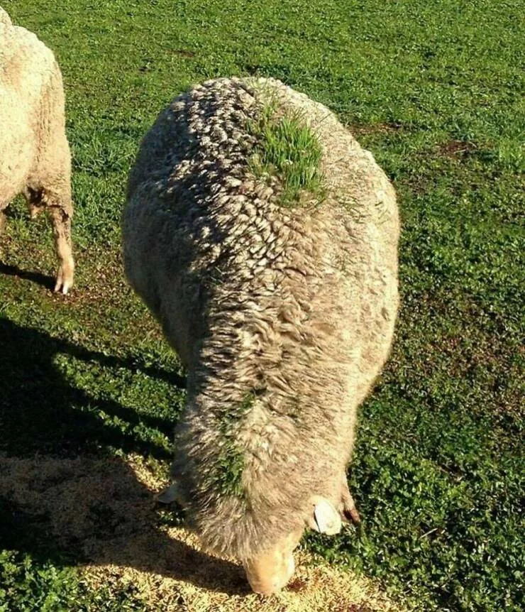 Photos offrant une touche modeste de divertissement et dintrigue - #37 De l'herbe poussant sur un mouton qui est passé sous un distributeur de grains alimenté par gravité juste avant la pluie