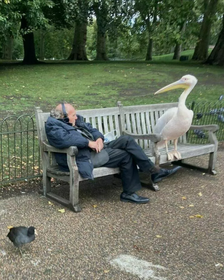 Photos offrant une touche modeste de divertissement et dintrigue - #38 Un pélican se relaxant avec un ami au parc St James en Angleterre