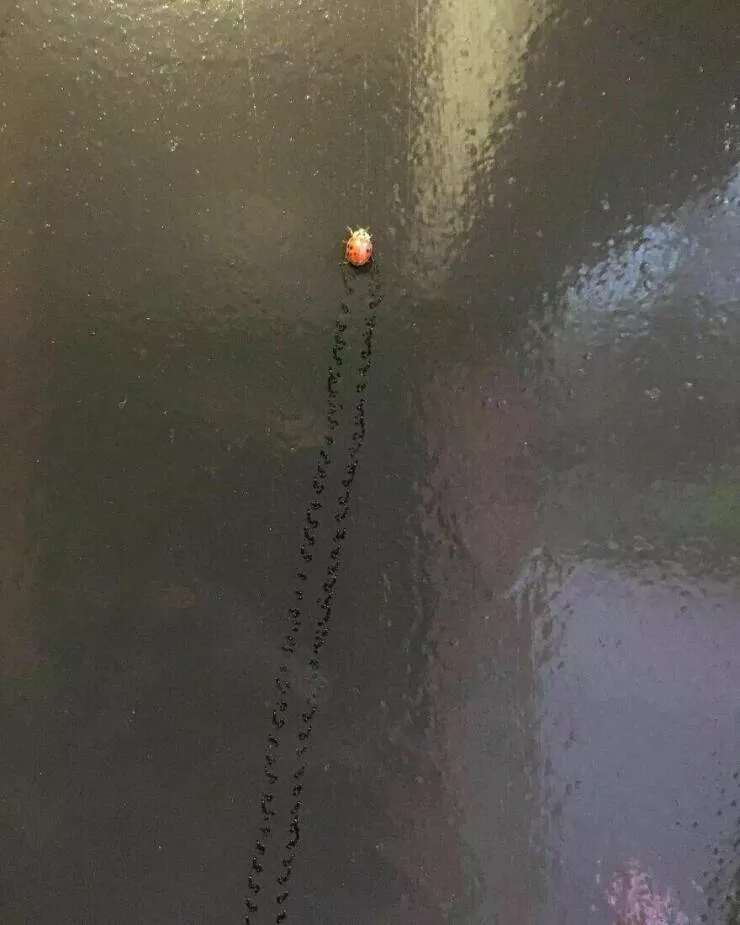 Photos offrant une touche modeste de divertissement et dintrigue - #4 Des empreintes de coccinelle laissées derrière