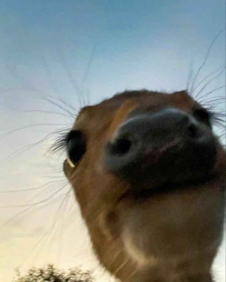 Intriguingly amusing photos a modest dose of entertainment - #40 Close-up shots of deer