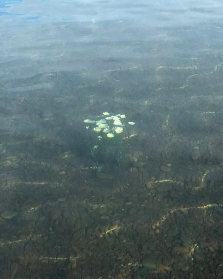 Photos offrant une touche modeste de divertissement et dintrigue - #42 Un petit patch de fleurs prospérant sous l'eau