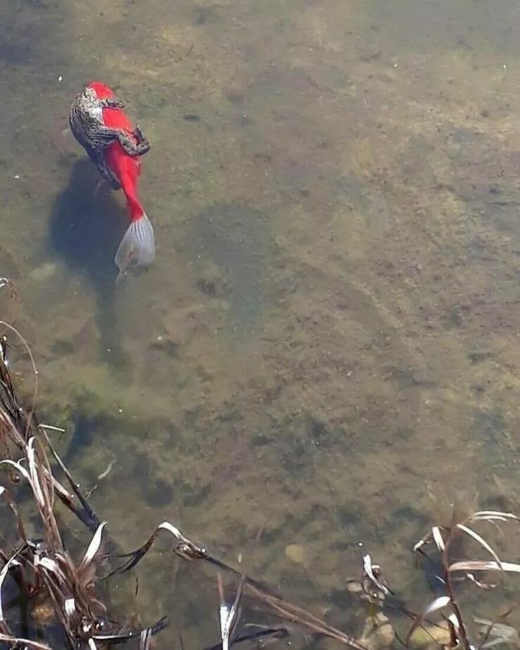 Photos offrant une touche modeste de divertissement et dintrigue - #43 Une grenouille prenant place sur un poisson