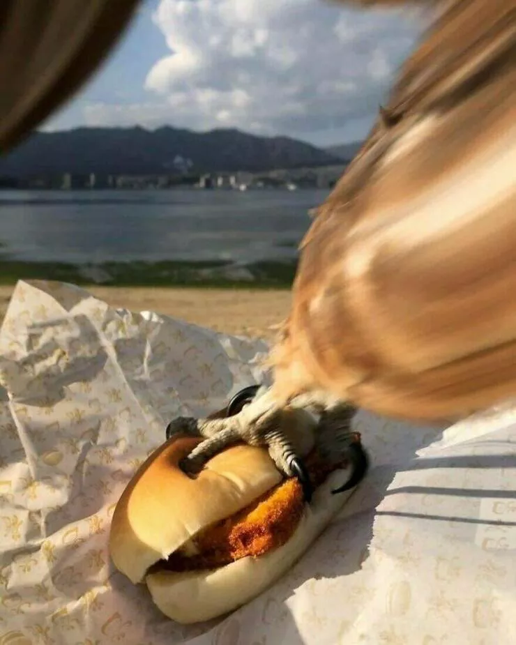 Photos offrant une touche modeste de divertissement et dintrigue - #46 Un oiseau s'emparant d'un sandwich