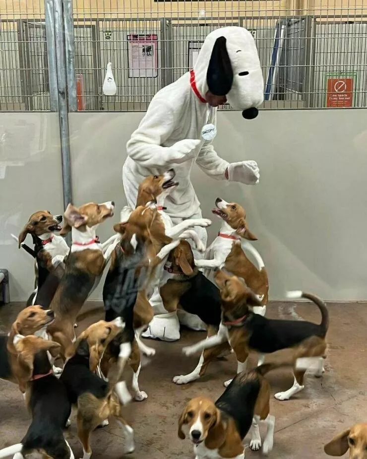 Intriguingly amusing photos a modest dose of entertainment - #5 A Snoopy costume surprises shelter dogs, including rescued beagle puppies