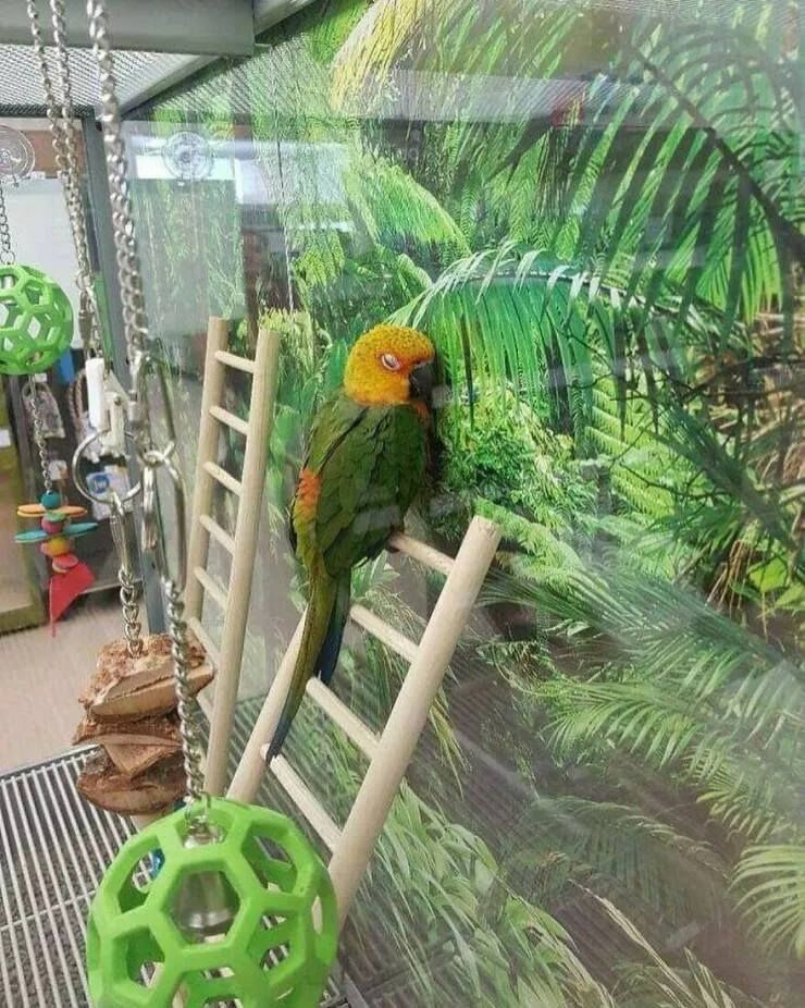 Photos offrant une touche modeste de divertissement et dintrigue - #50 Un oiseau nostalgique de son foyer
