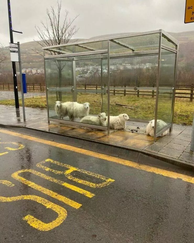Photos offrant une touche modeste de divertissement et dintrigue - #6 Des moutons trouvent refuge à un abribus irlandais par jour de pluie
