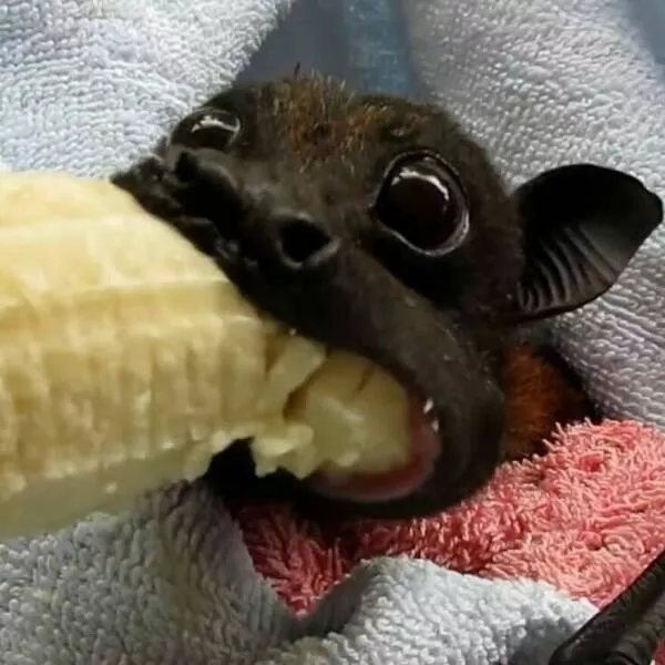 Intriguingly amusing photos a modest dose of entertainment - #8 The vital role of bats in pollinating fruits like bananas, avocados, and mangoes