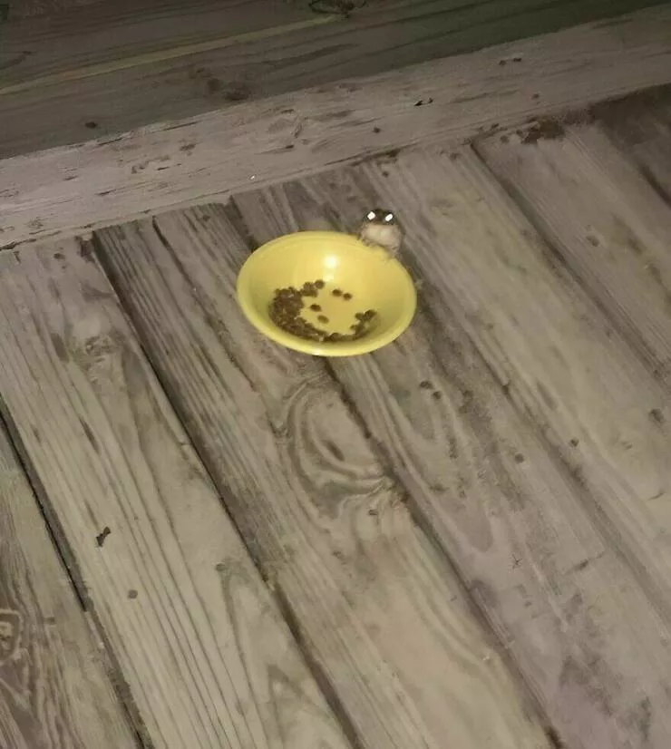 Photos offrant une touche modeste de divertissement et dintrigue - #9 Une grenouille rend visite tous les jours pour manger la nourriture d'un chat