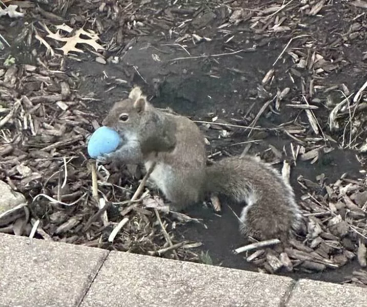 Navigating parenthood through rough patches - #5 Looked out the window to see a squirrel taking one of the Easter eggs I had hidden for my kids