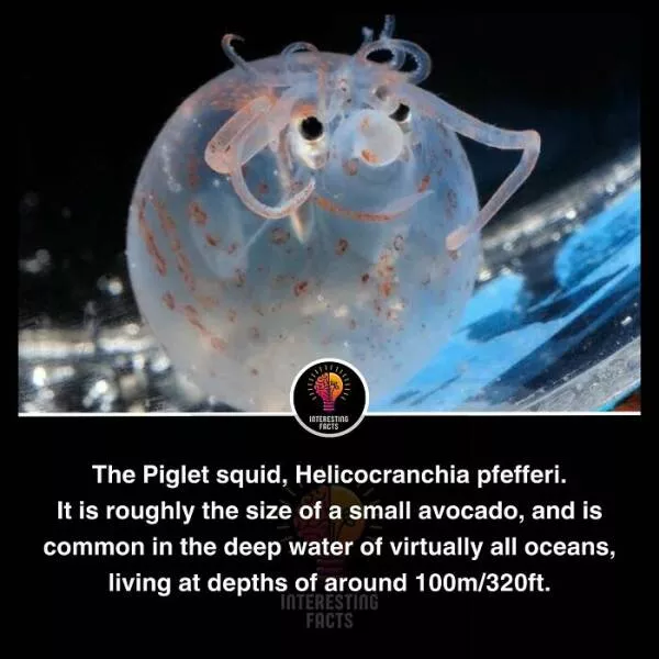 Amazing true facts about random things - #19 