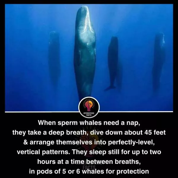 Amazing true facts about random things - #20 