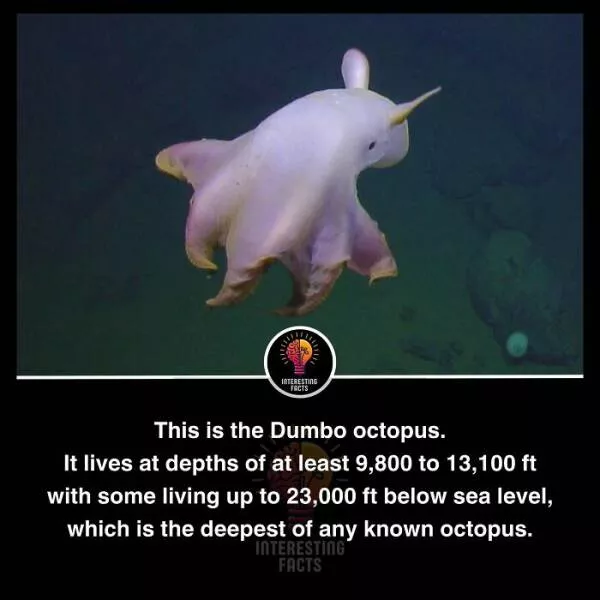 Amazing true facts about random things - #23 