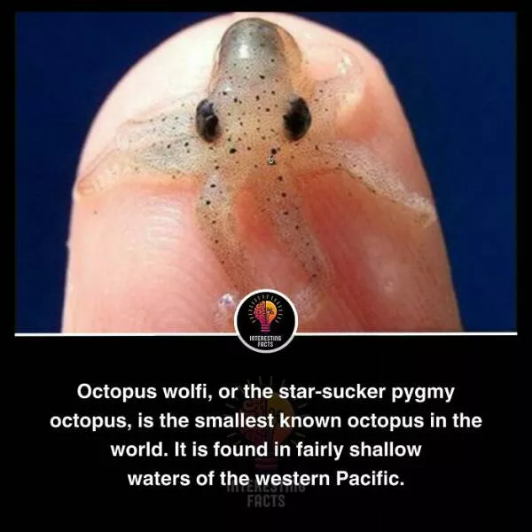 Amazing true facts about random things - #33 