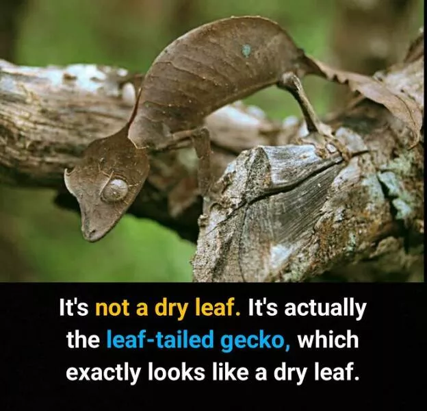 Amazing true facts about random things - #34 