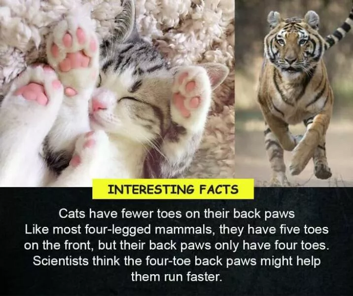 Amazing true facts about random things - #36 
