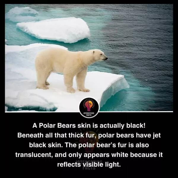 Amazing true facts about random things - #38 
