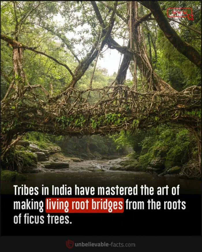 Amazing true facts about random things - #8 