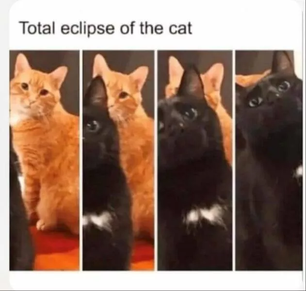 Delightful cat photos and memes for instant joy - #1 