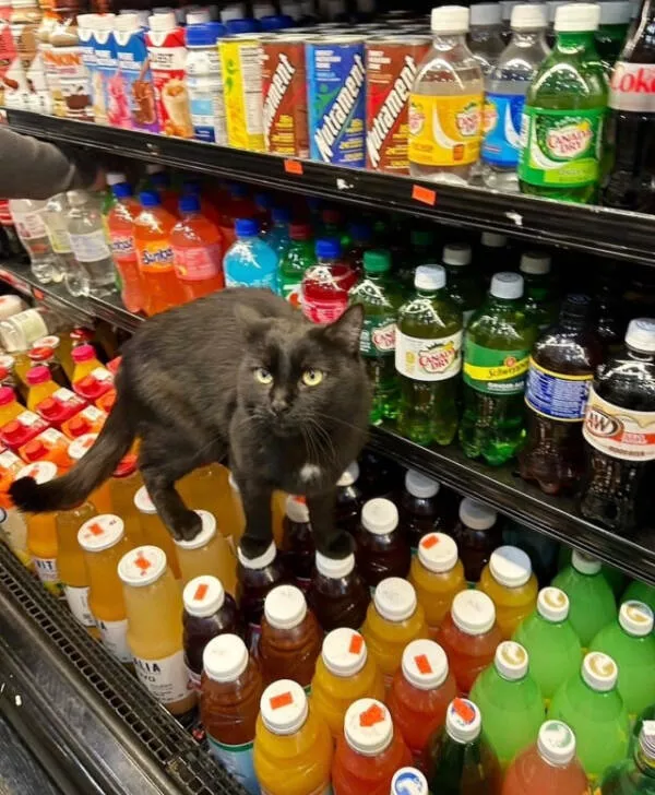 Delightful cat photos and memes for instant joy - #10 