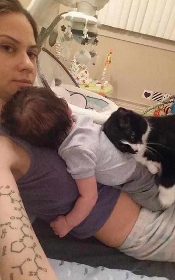 Delightful cat photos and memes for instant joy - #11 