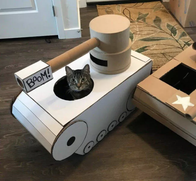 Delightful cat photos and memes for instant joy - #13 