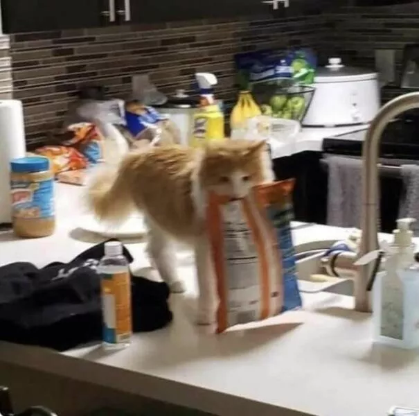 Delightful cat photos and memes for instant joy - #14 
