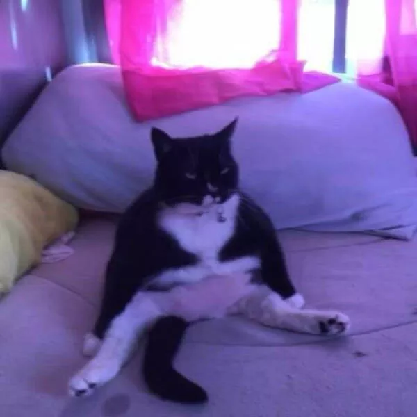 Photos et memes adorables de chats pour egayer votre journee - #15 