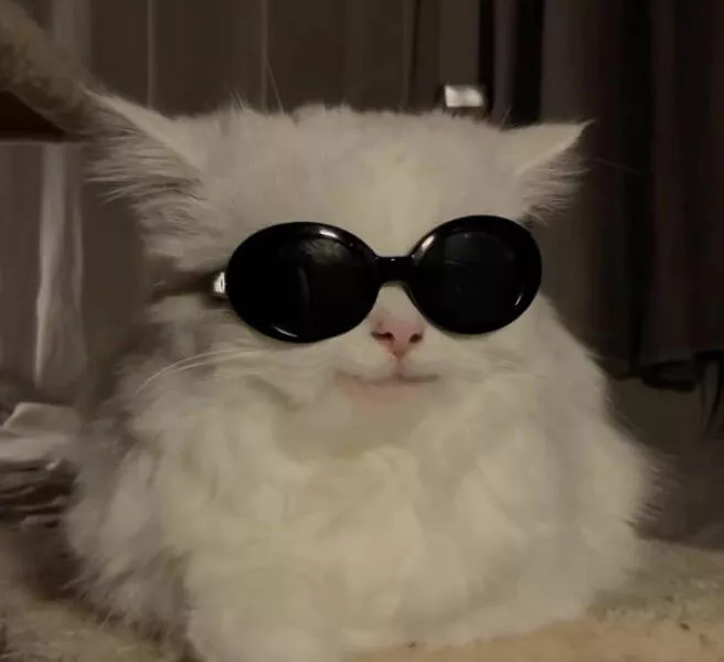 Delightful cat photos and memes for instant joy - #16 