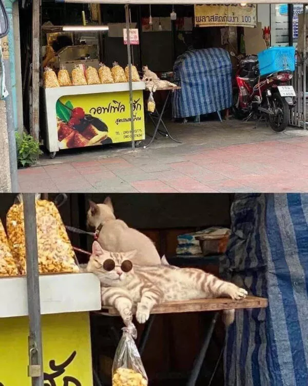 Delightful cat photos and memes for instant joy - #17 