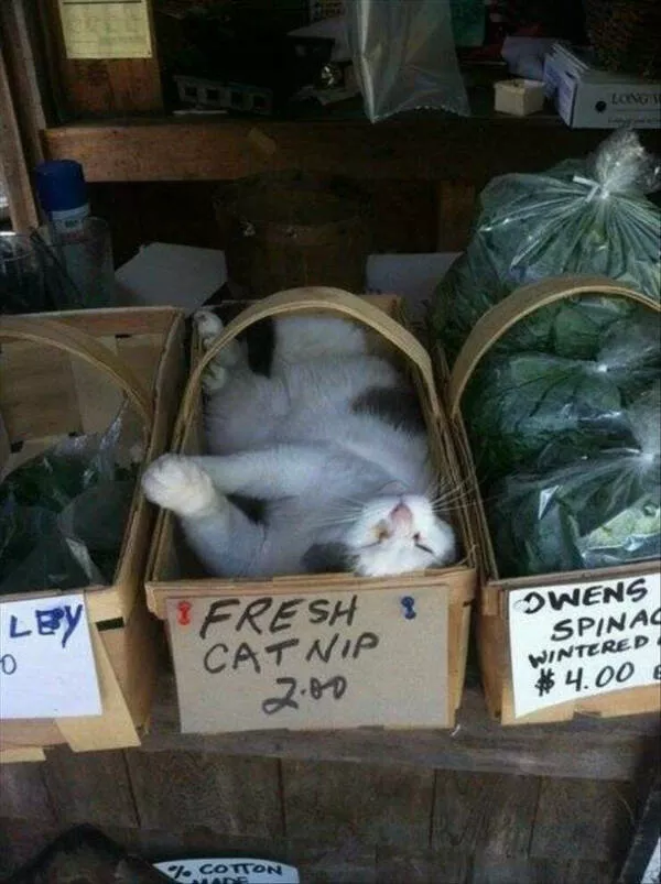 Delightful cat photos and memes for instant joy - #19 