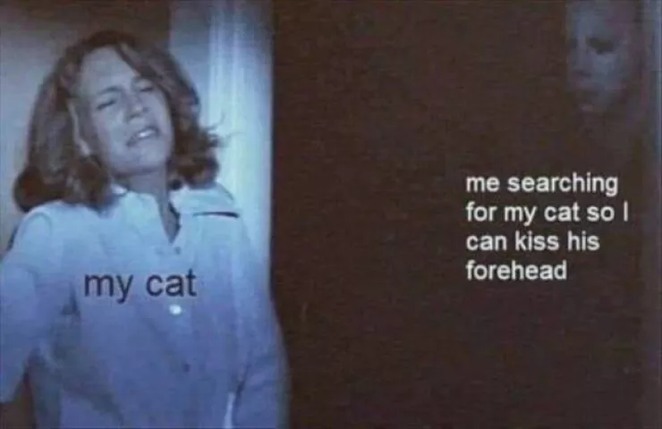 Delightful cat photos and memes for instant joy - #20 