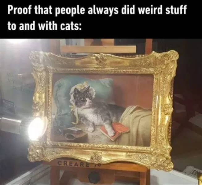 Delightful cat photos and memes for instant joy - #22 