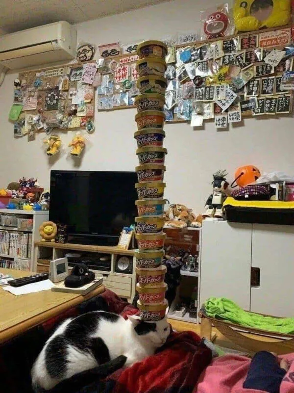 Delightful cat photos and memes for instant joy - #23 