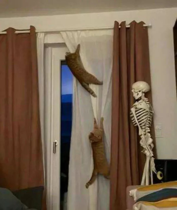 Delightful cat photos and memes for instant joy - #24 