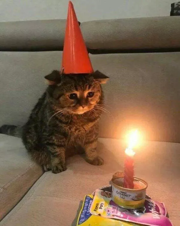 Delightful cat photos and memes for instant joy - #25 