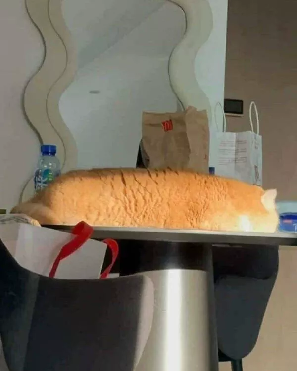 Photos et memes adorables de chats pour egayer votre journee - #26 