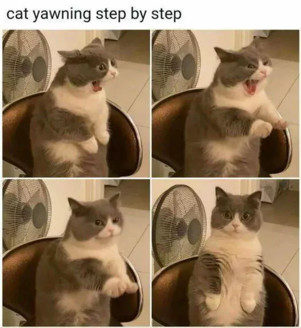 Delightful cat photos and memes for instant joy - #27 