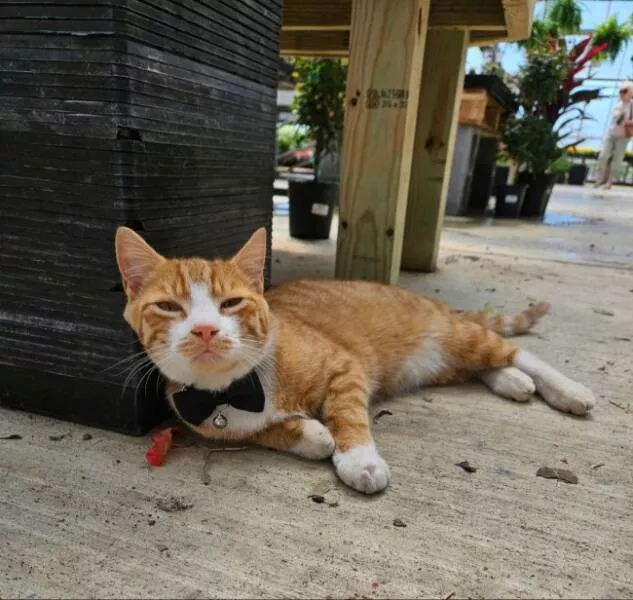 Photos et memes adorables de chats pour egayer votre journee - #3 