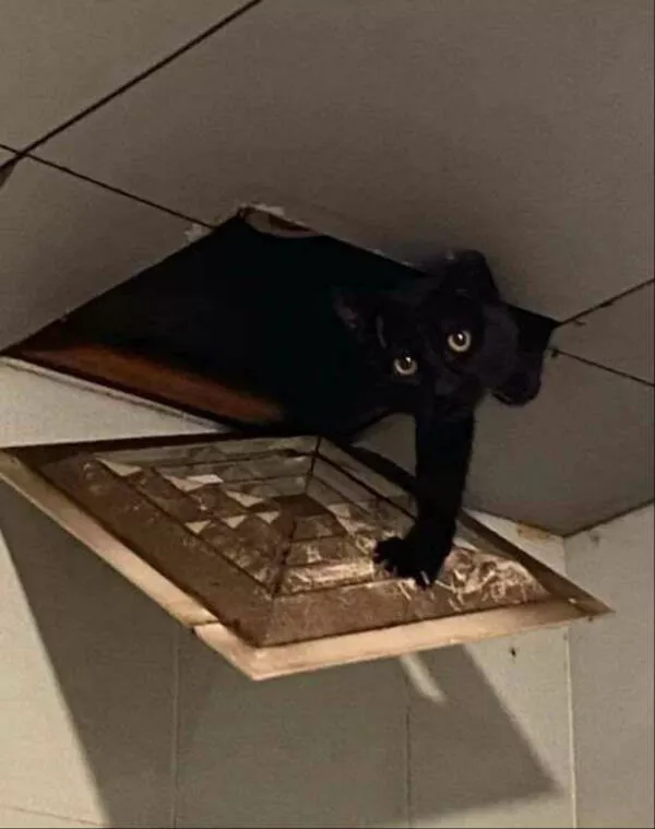 Delightful cat photos and memes for instant joy - #30 