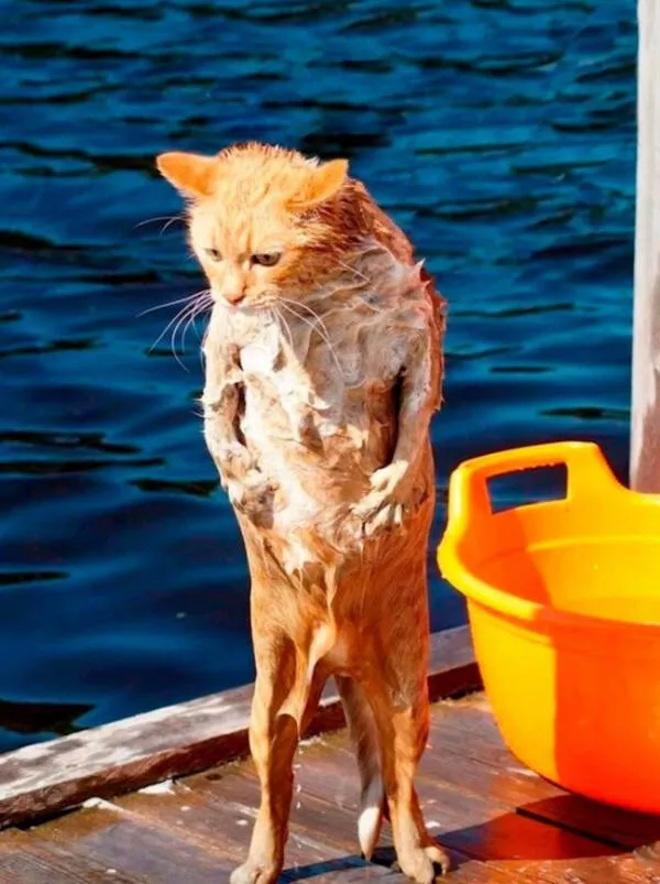 Delightful cat photos and memes for instant joy - #31 
