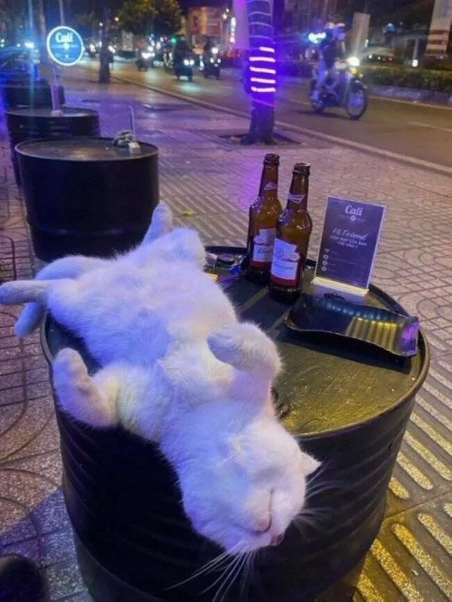 Photos et memes adorables de chats pour egayer votre journee - #5 