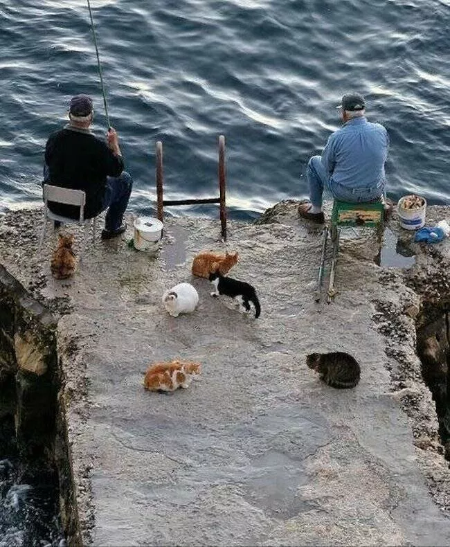 Delightful cat photos and memes for instant joy - #6 