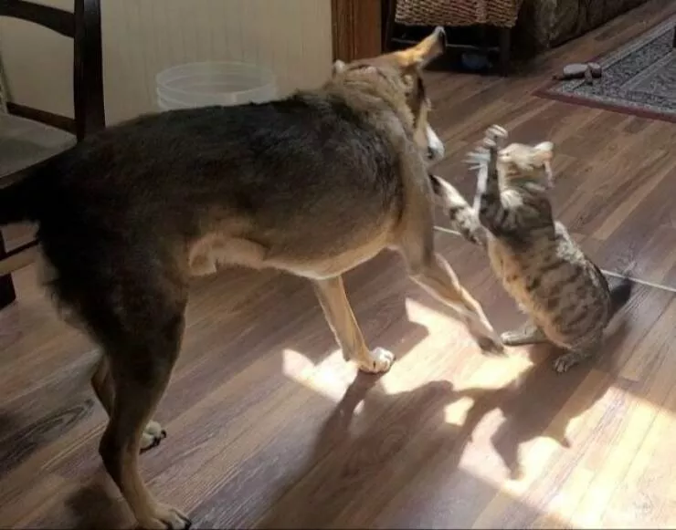 Delightful cat photos and memes for instant joy - #7 