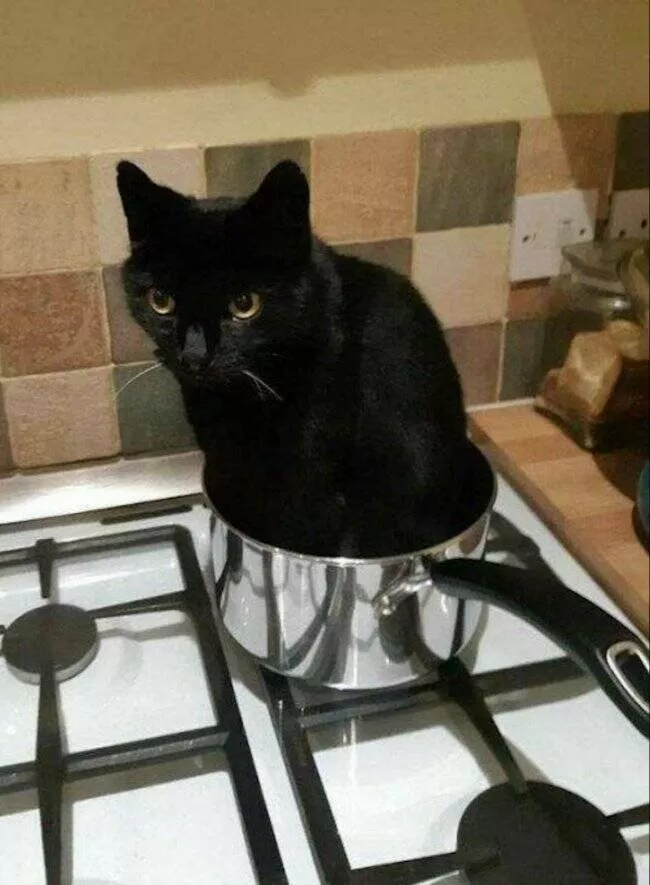 Delightful cat photos and memes for instant joy - #9 