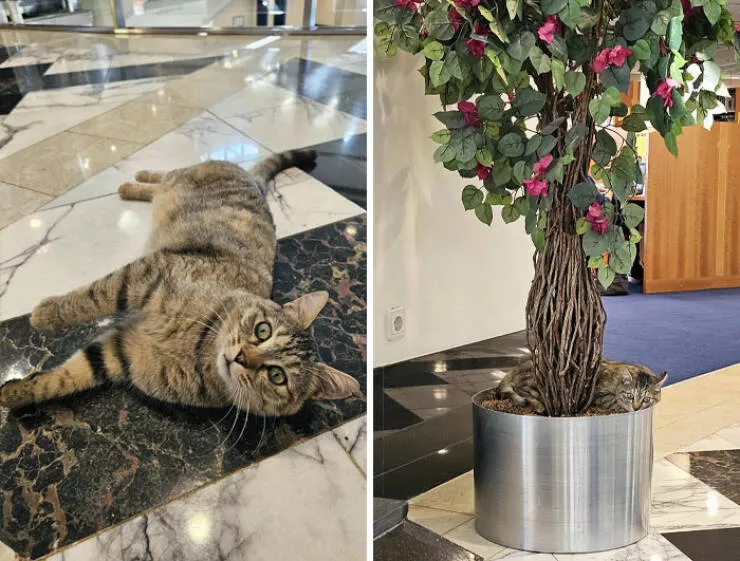 Captivating scenes from school and university life - #1 Say Hello to the Cat at My University's Library