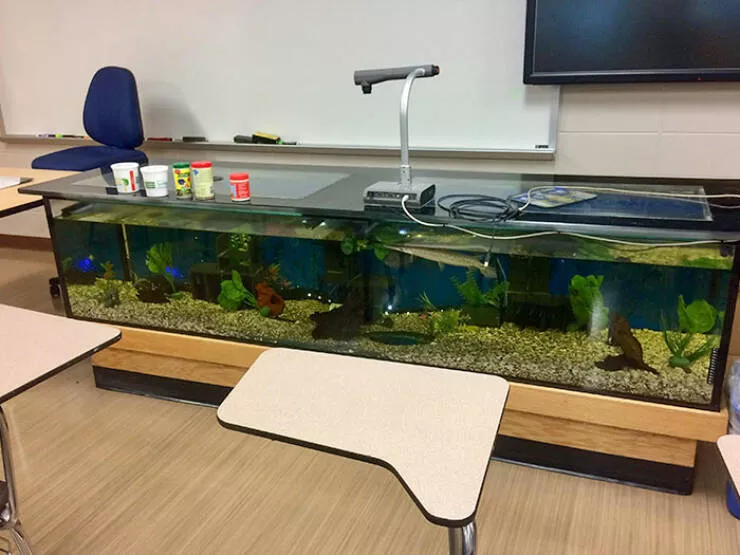Captivating scenes from school and university life - #14 My Science Teacher's Desk Is a Fish Tank