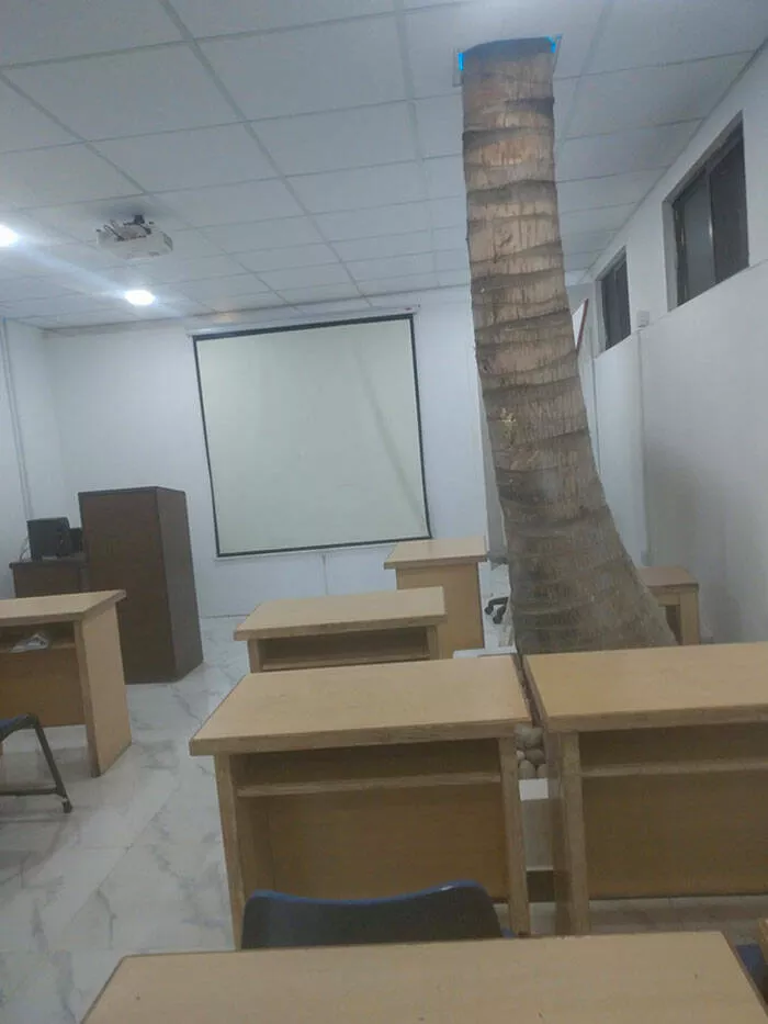 Captivating scenes from school and university life - #29 A Classroom in My University Has a Tree Growing Inside