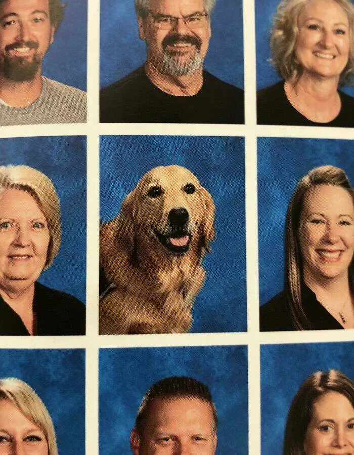 Captivating scenes from school and university life - #3 Our School's Service Dog, Lucy, Is Featured on the Staff Page of the Yearbook