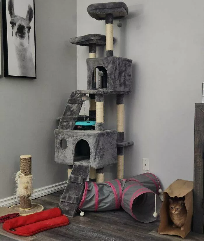 Laugh out loud wife fails hilarious moments captured - #1 Told my wife our cat doesn’t need expensive toys. The cat proved my point