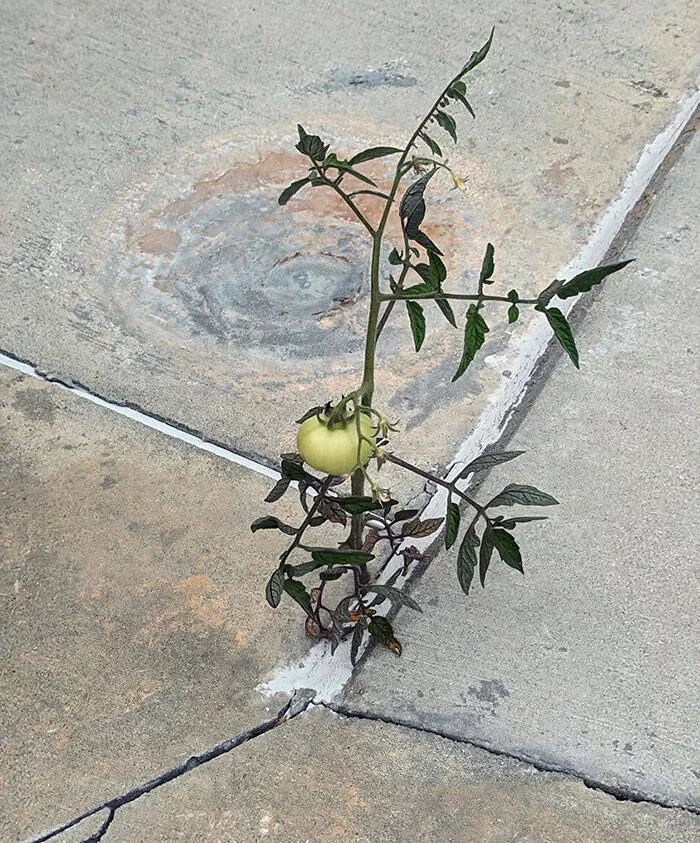 Les echecs hilarants des femmes captures en photos - #2 Les tentatives de ma femme pour cultiver des tomates échouent toujours. Voir cela n’a pas aidé